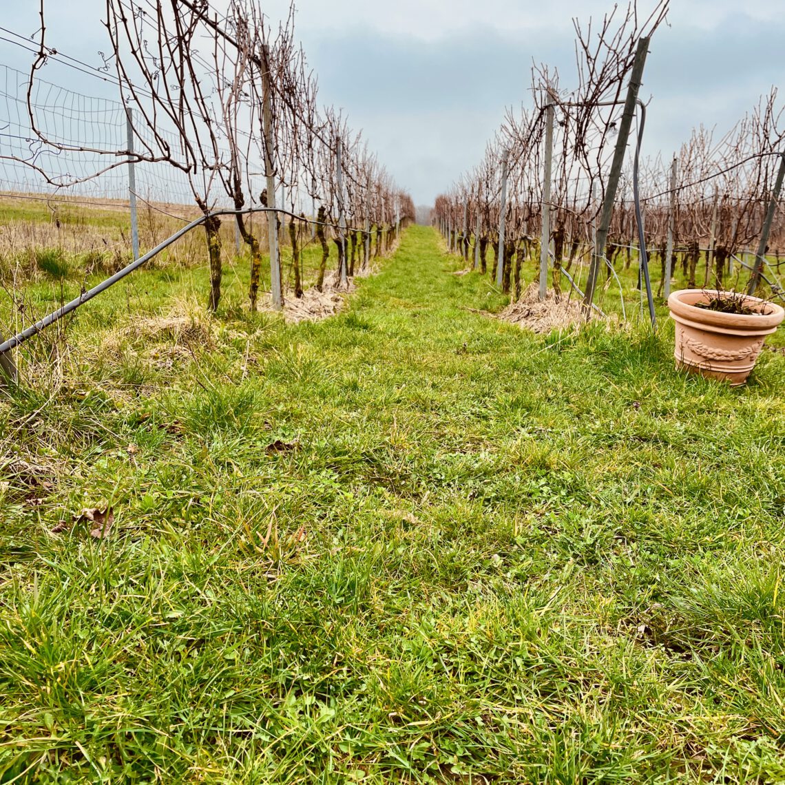 Der Weinberg des Weinguts Ingenhof.