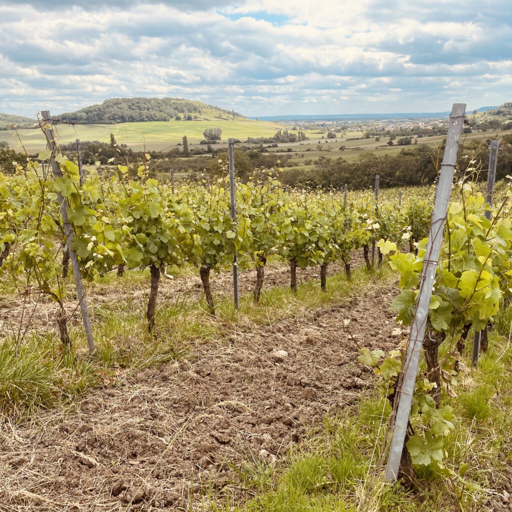 Ein Lothringer Weinberg der Côtes de Toul bei Bruley.