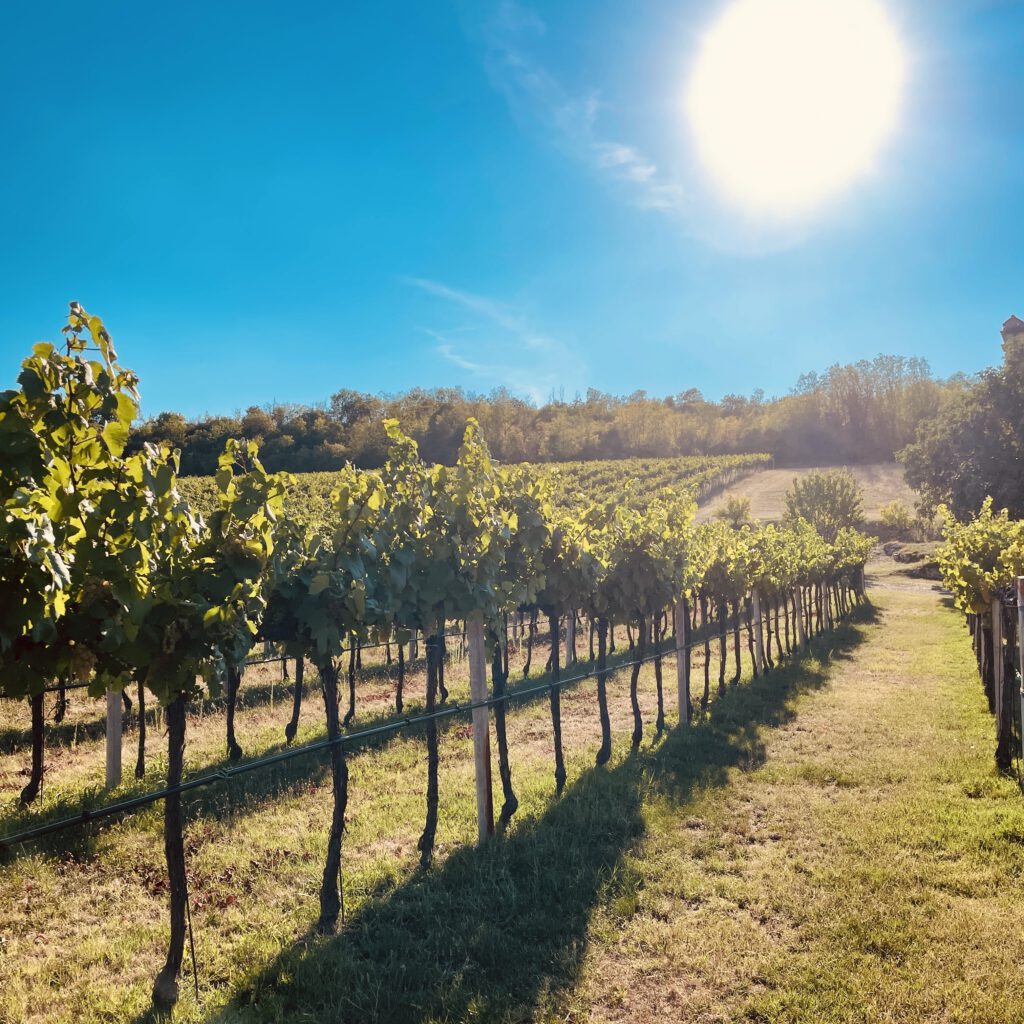 Weinreben des Weingutes Loreggian bei Arquà Petrarca.