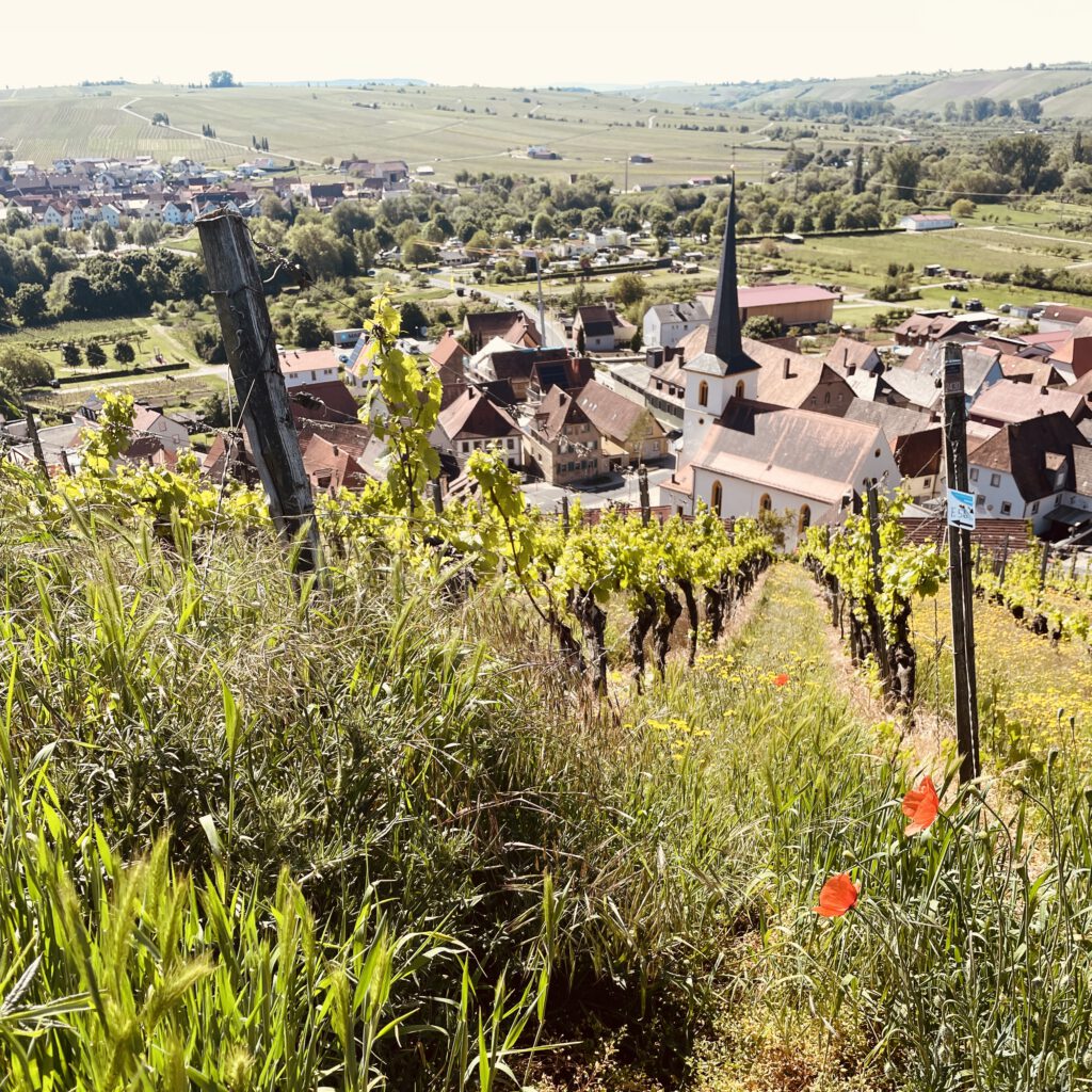 Blick auf Escherndorf