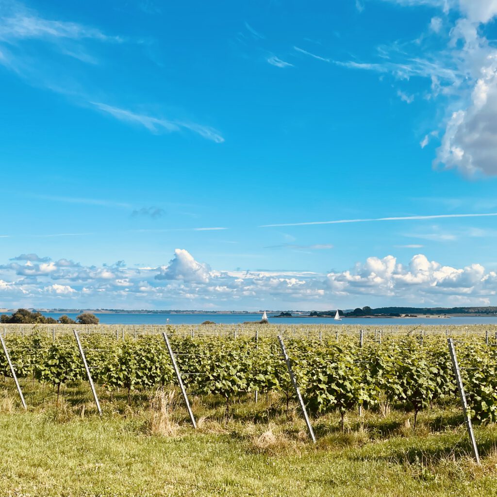 Die Reben von Tusen Vin im dänischen Bognæs.