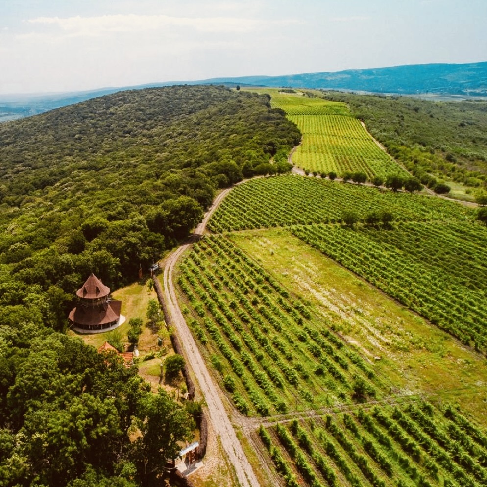 Blick von oben auf die Weinberge von Moldau (Copyright: MOLDAWINE e.K)