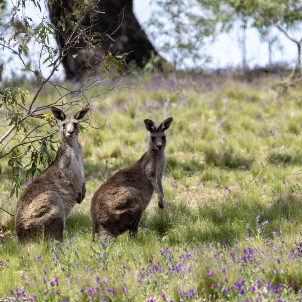 Australische Verhältnisse: Zwei Kängurus in freier Wildbahn gucken in die Kamera. (Copyright: Fabian Laukotka)