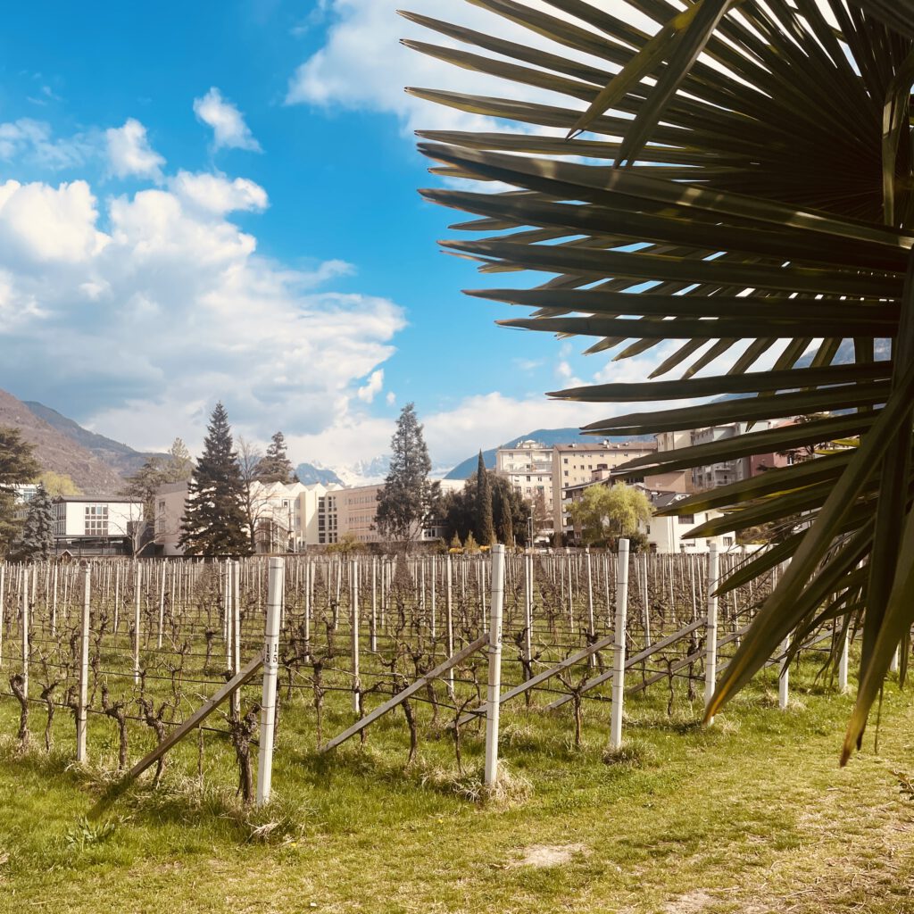 Eine Parzelle Wein im Innenhof der Klosterkellerei Muri-Gries.